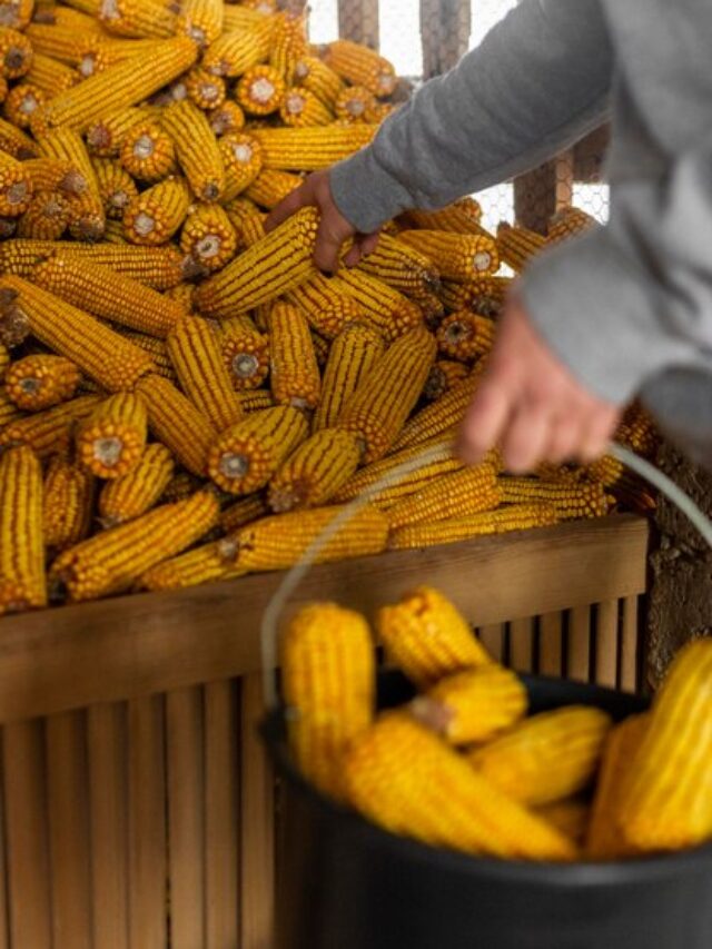 close-up-hand-holding-corn-corb_23-2148873754